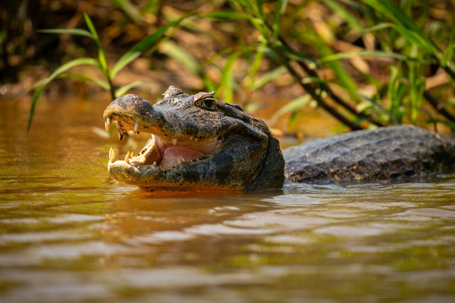 Resumo do Bioma Pantanal